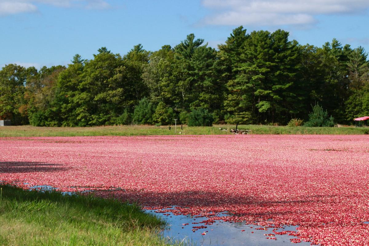 Cranberry Bog